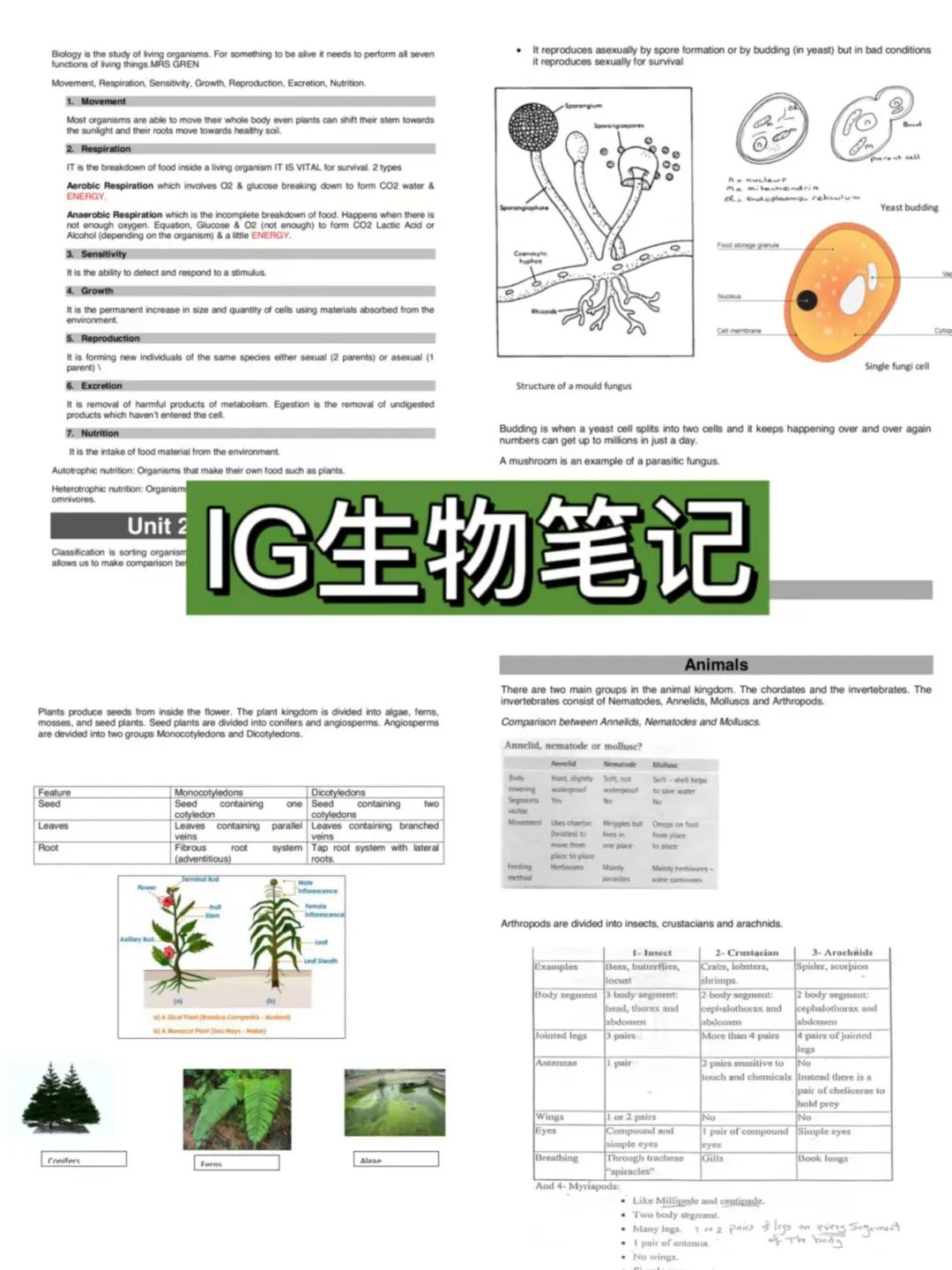 undefined 图片