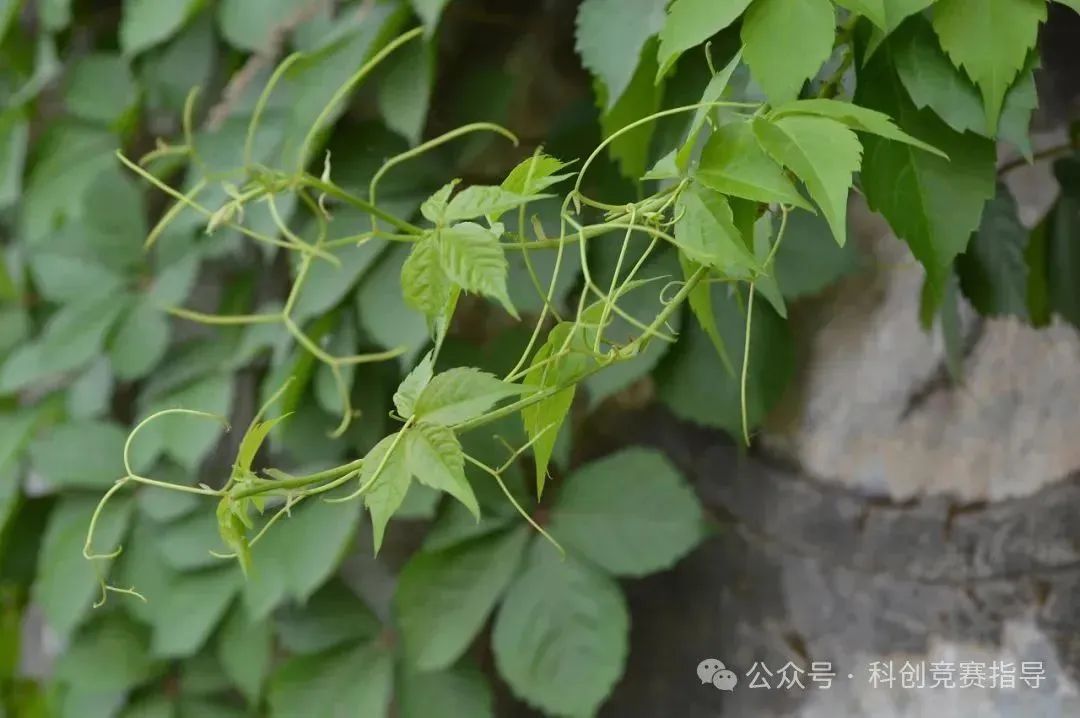 丘成桐中学科学奖