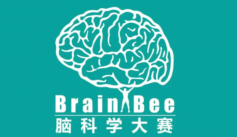 Brain bee