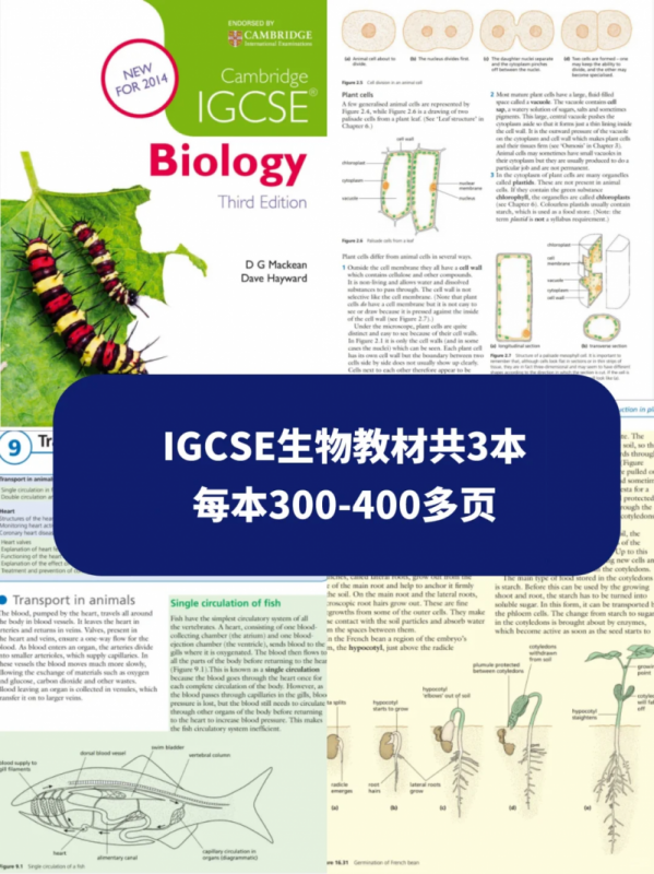 IGCSE