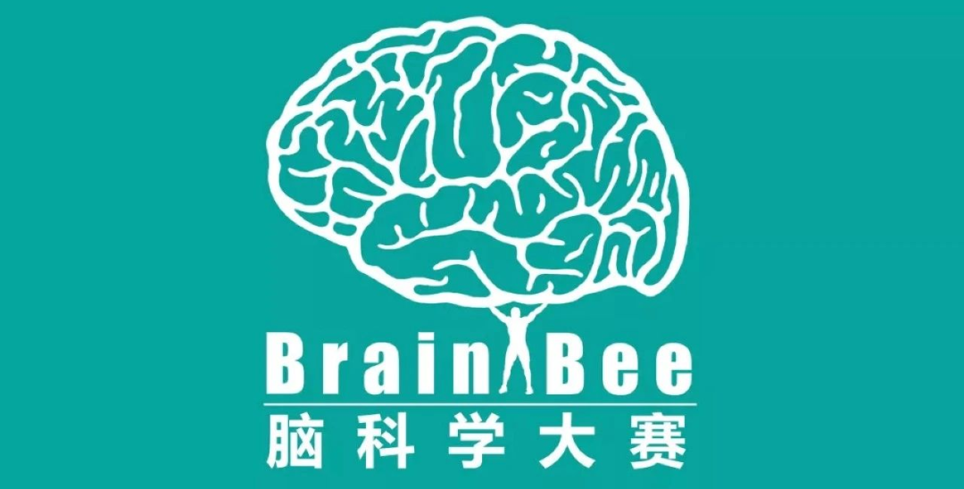 Brainbee竞赛培训